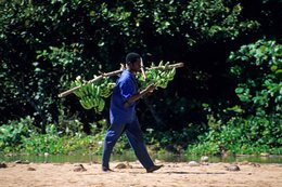 Agriculture;-Banana-bunch;-Bananas;-Carrying;-Comoros-Archipelago;-Daily-life;-France;-Indian-Ocean;-Kaleidos;-Kaleidos-images;-La-parole-à-limage;-Laurent-Abad;-Man;-Mayotte;-Stories-Pictures